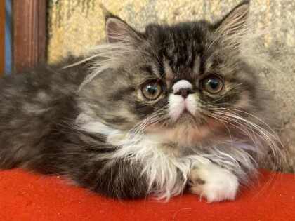 JAŚKO MRUCZODUSZKA * PL WOLNY