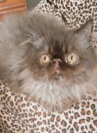 Imbirek Mruczoduszka * PL