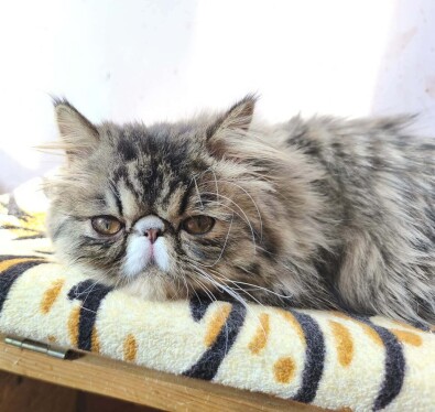 JAŚKO MRUCZODUSZKA * PL WOLNY