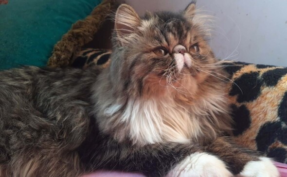 Jaśko Mruczoduszka * PL