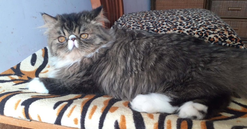 Jaśko Mruczoduszka * PL